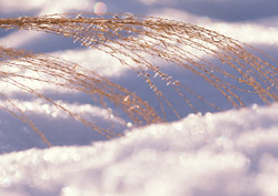 �R�����@�����x���ӎʐ^